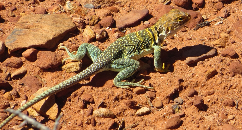 A yellow and green lizard rests on a red rocks